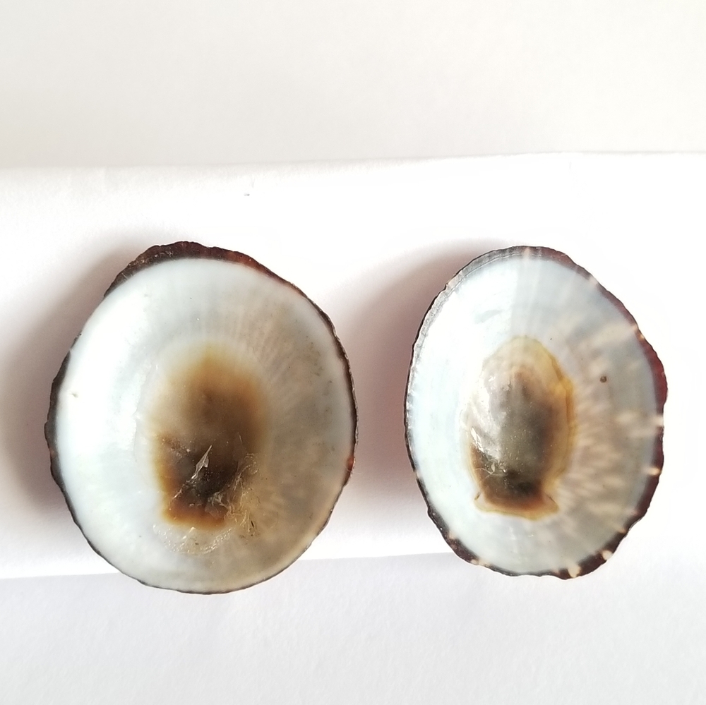 Vintage seashell screwback earrings sea shell silver tone ocean beach co…